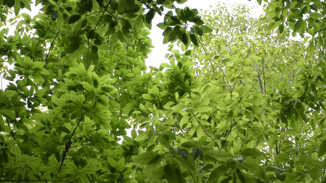 花草植物