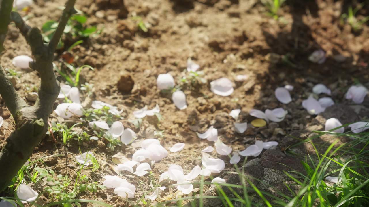 玫瑰花瓣掉落在地上