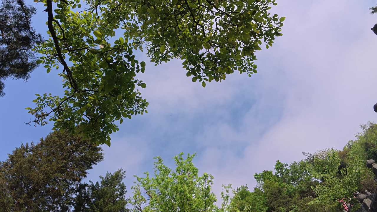 仰望森林的天空