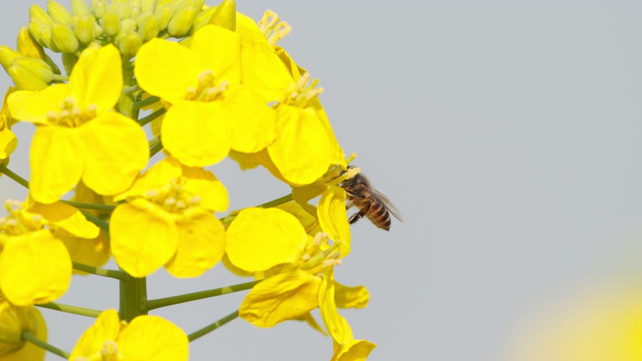 油菜花蜜蜂采蜜特写微距4K实拍