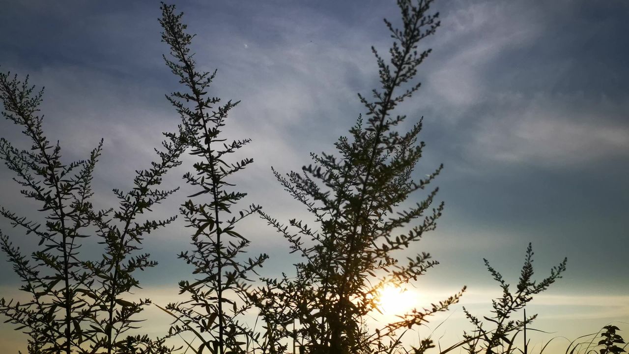 花草植物树枝树叶花朵实拍 