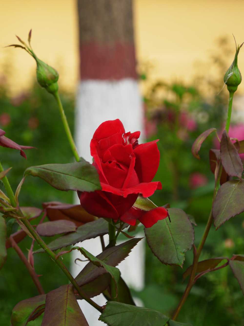 玫瑰花