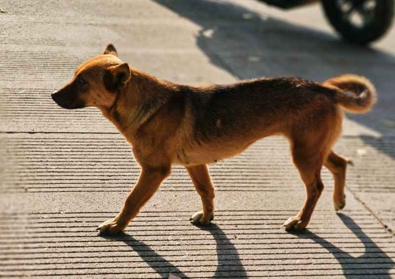 在水泥路上漫步的中华田园犬
