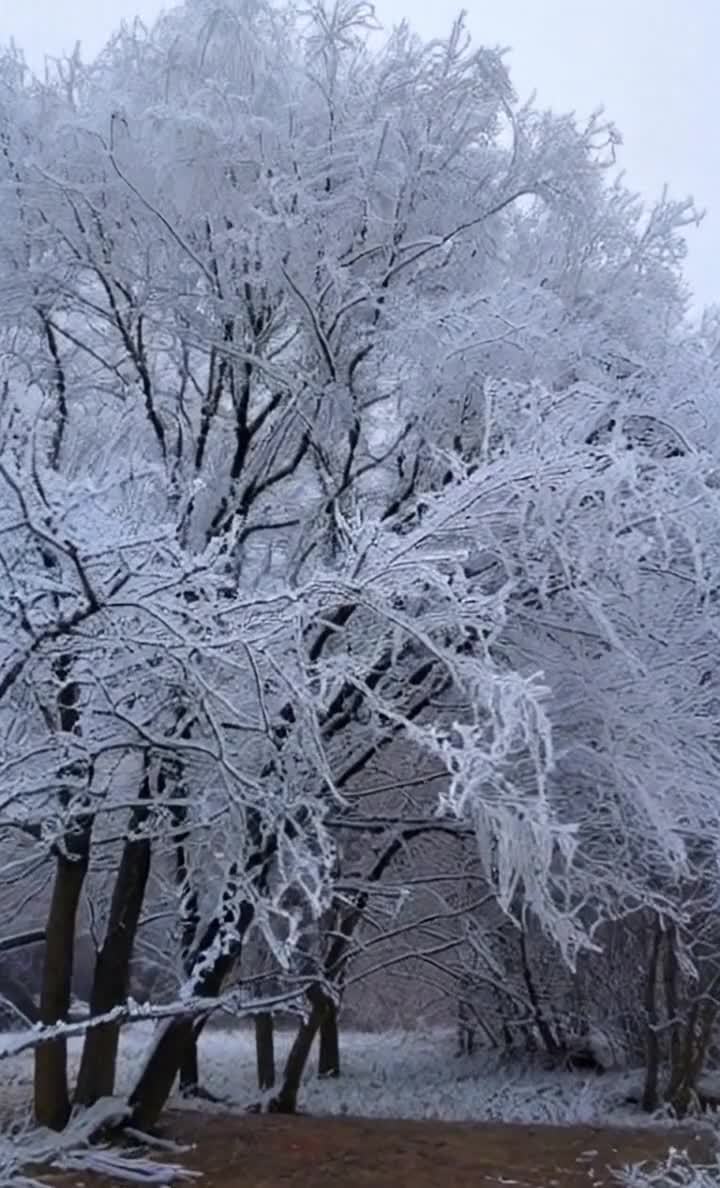 雾凇凝霜覆盖树木，银装素裹的冬日景象