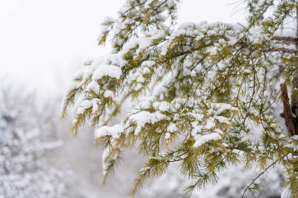 雪景