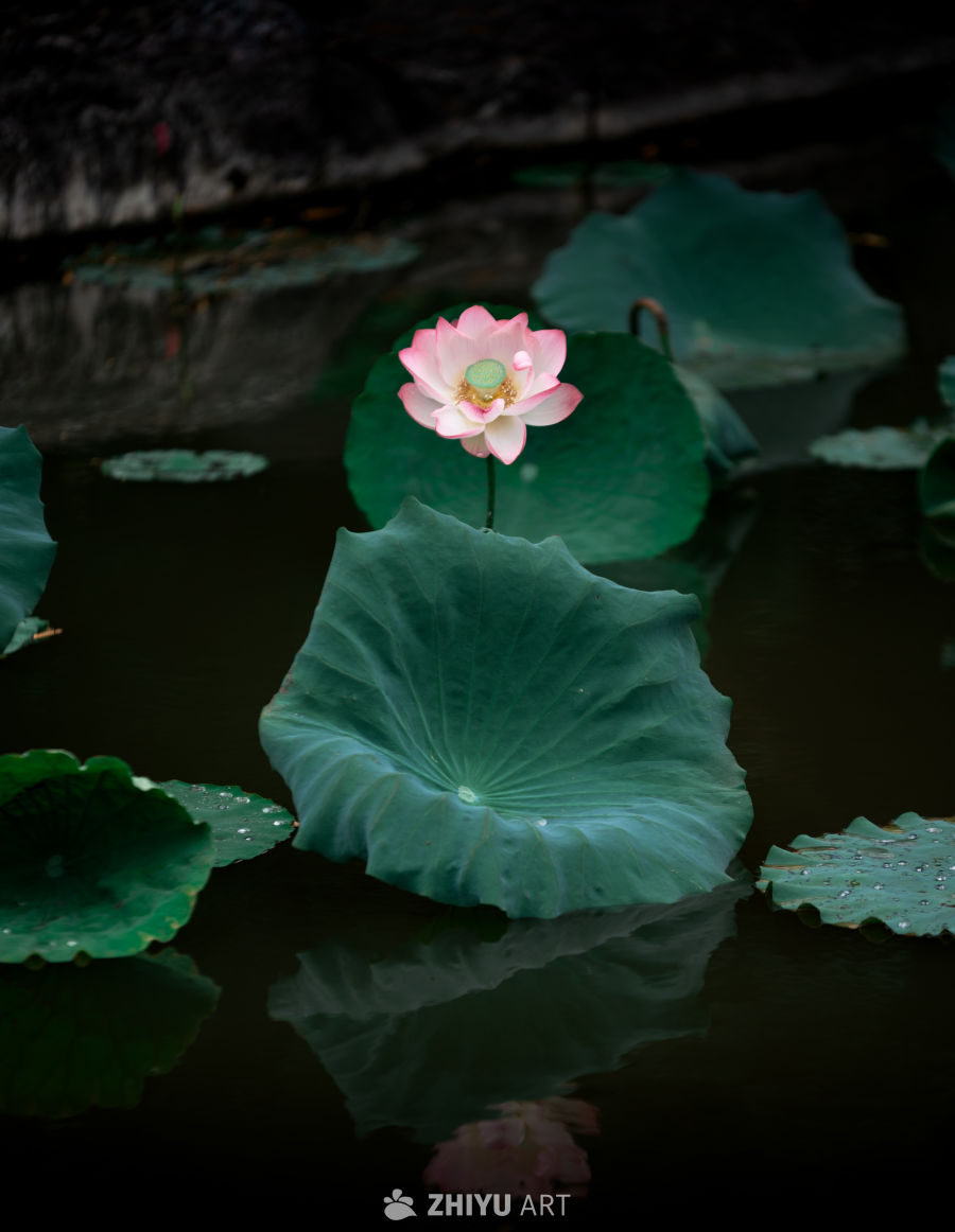 荷花 3