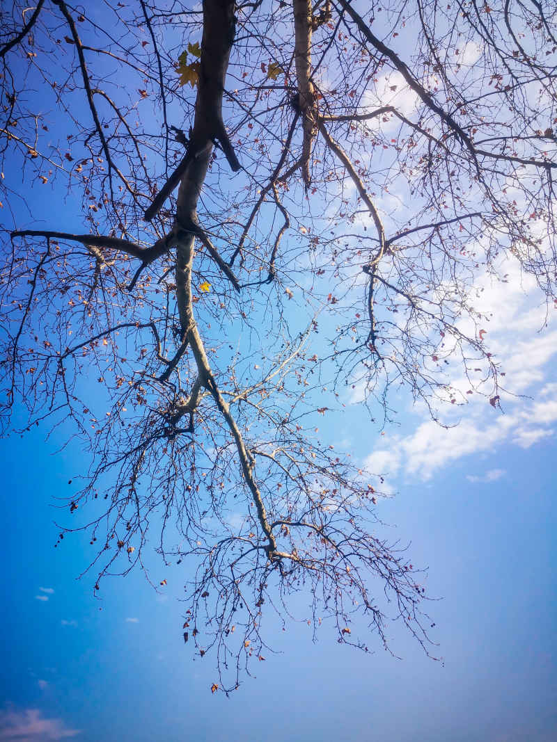 蓝天下枯树枝掉落树叶秋景摄图  