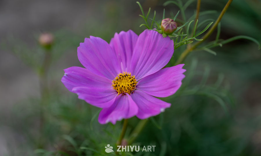 古楼荷花 11