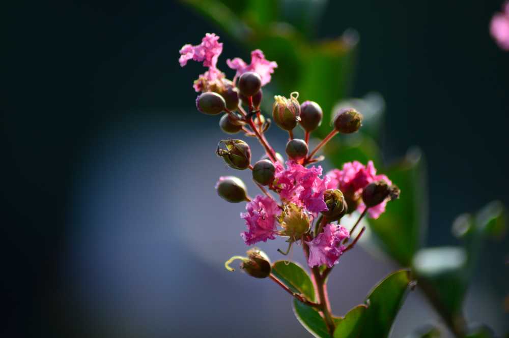 叫不上名字的花花