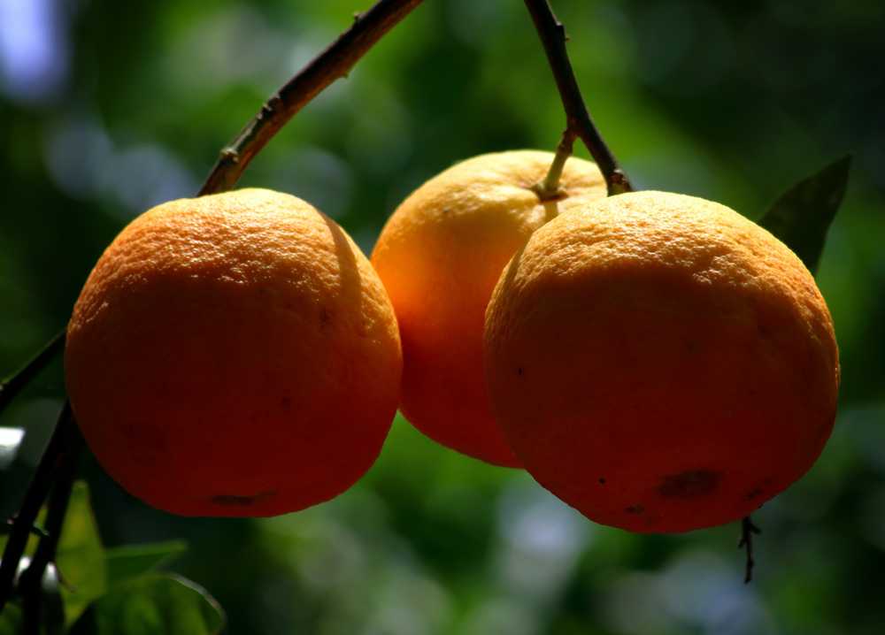 桔子柑橘成长新鲜