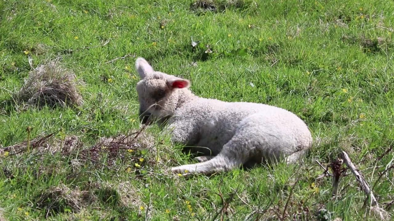 羊肉躺着可爱羊
