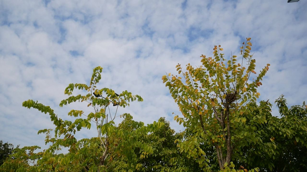 羊蹄甲树路灯和蓝天白云