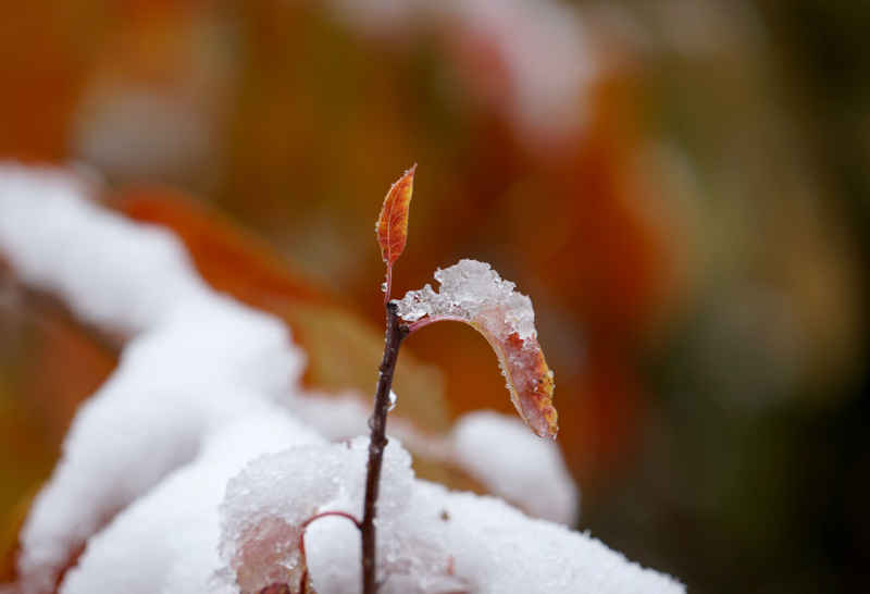 冰雪中的娇艳