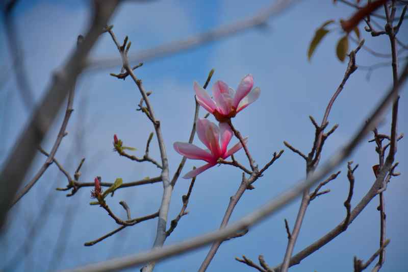 玉兰花
