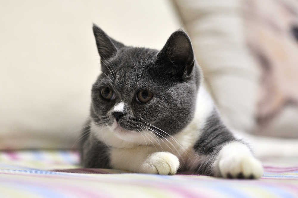 英短猫