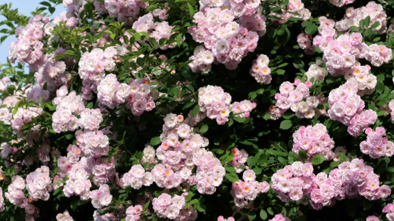 蔷薇花