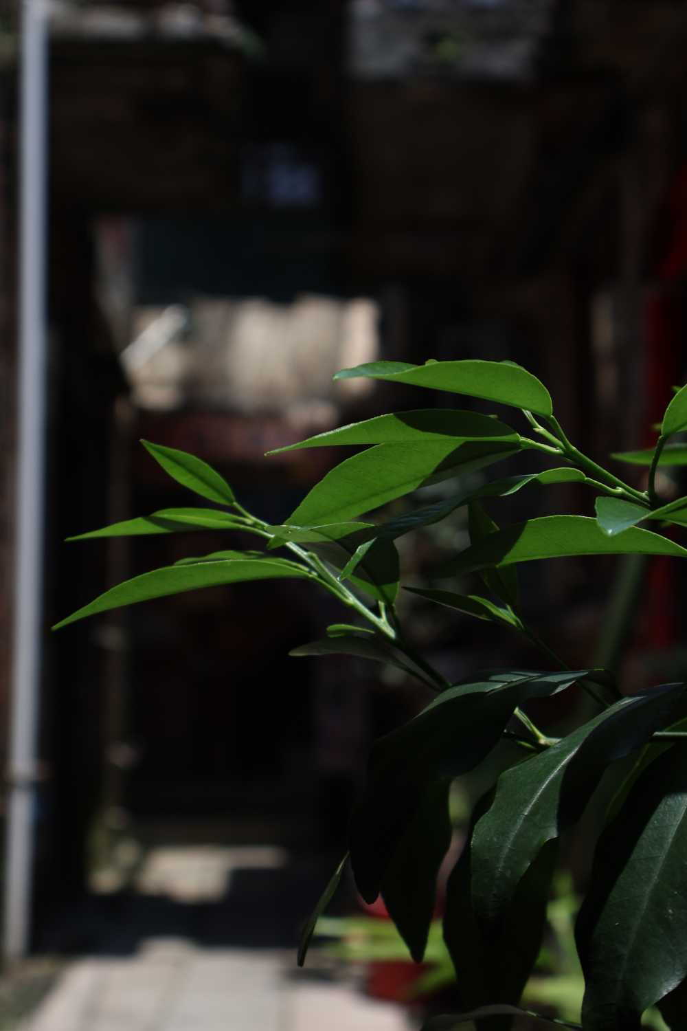 微距植物