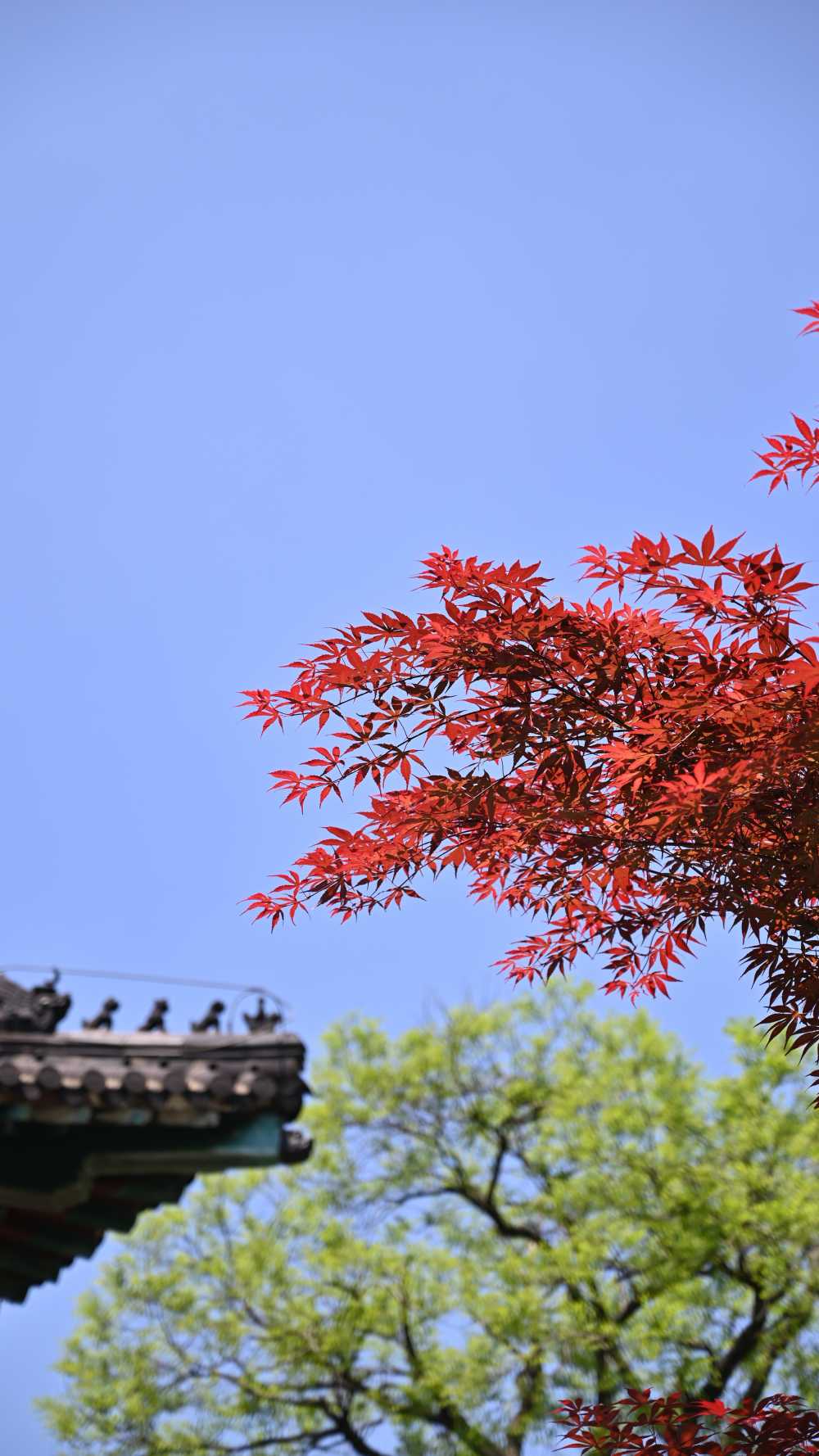 花草植物 18
