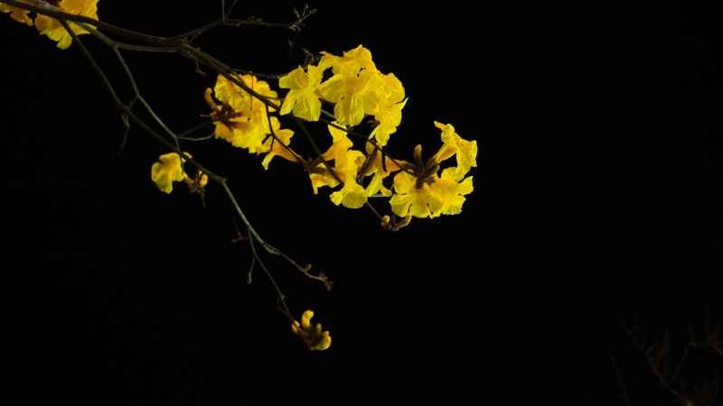 夜晚的黄花风铃木