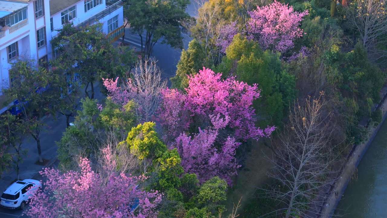 城市春日樱花