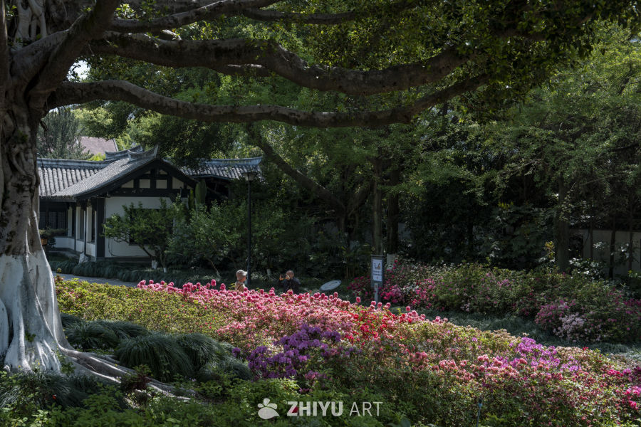 静谧花海中的悠闲时光