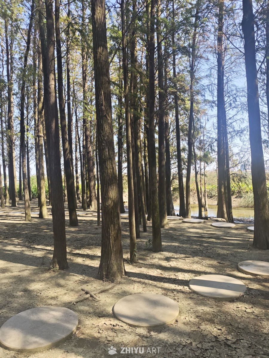 阳光下的林间石板路