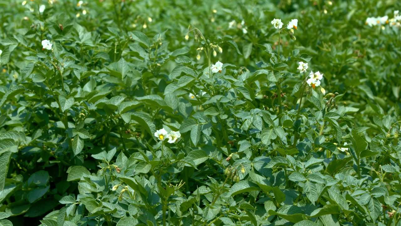 盛开的土豆花田