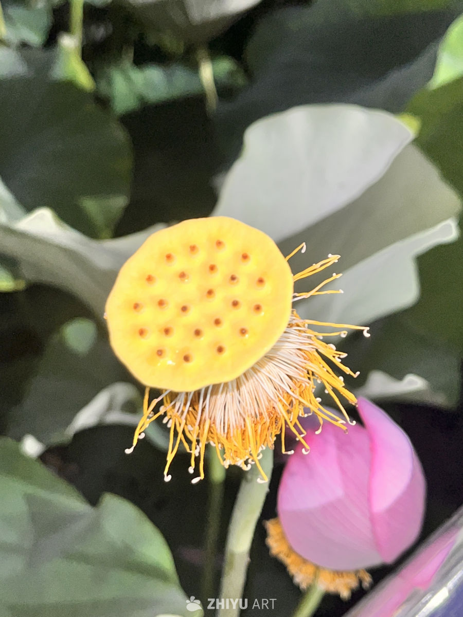 莲蓬与粉嫩花苞