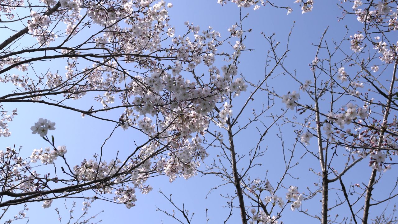 春日樱花 4