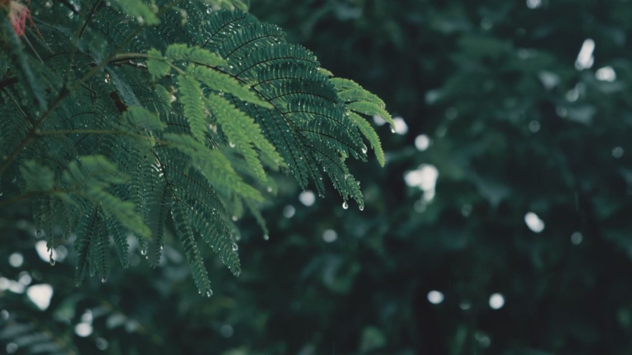 雨中树叶