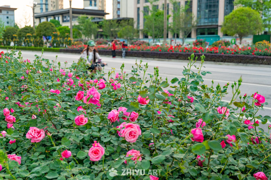 月季花 7