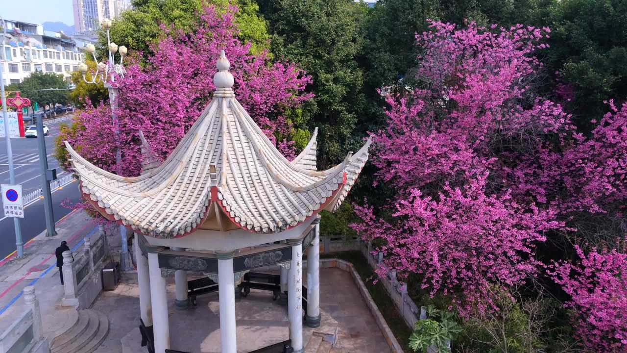 春日樱花下的古亭