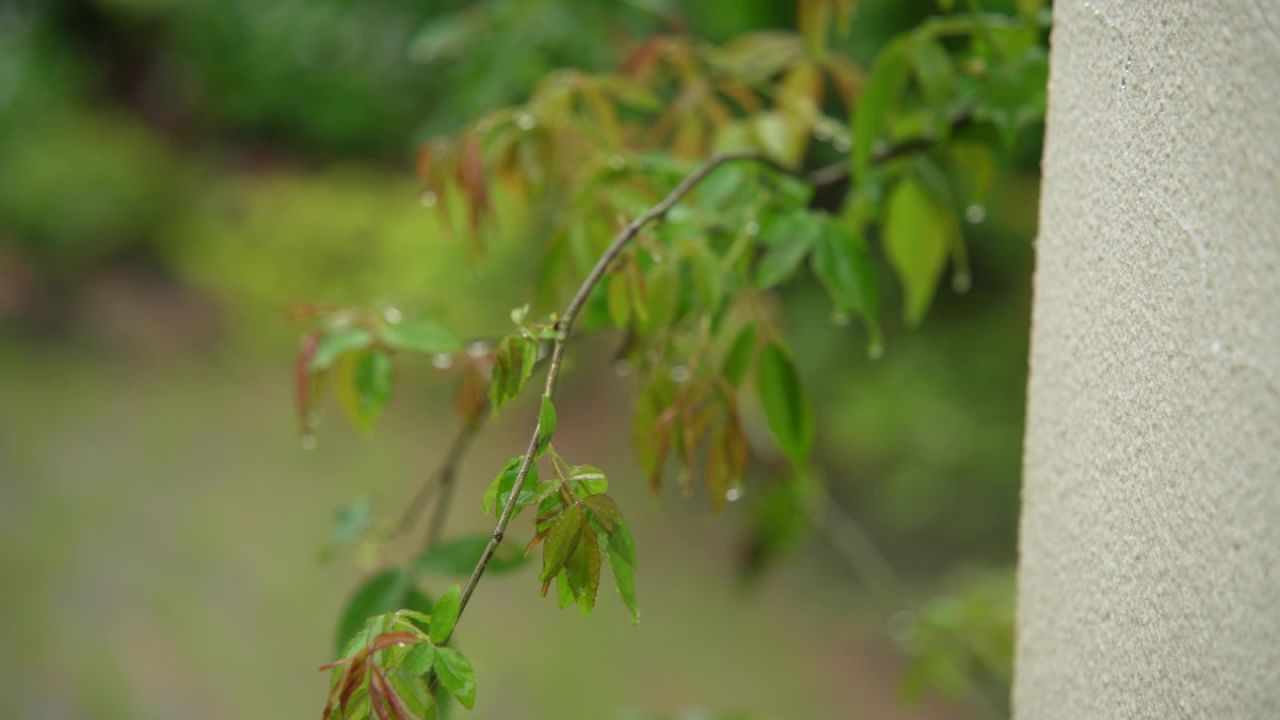 园林里的花花草草 4