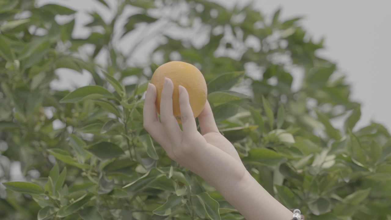 手捧橙子的静谧时光