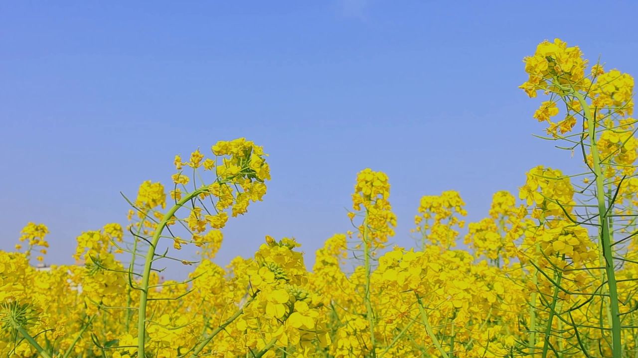 春暖花开油菜花花海 13