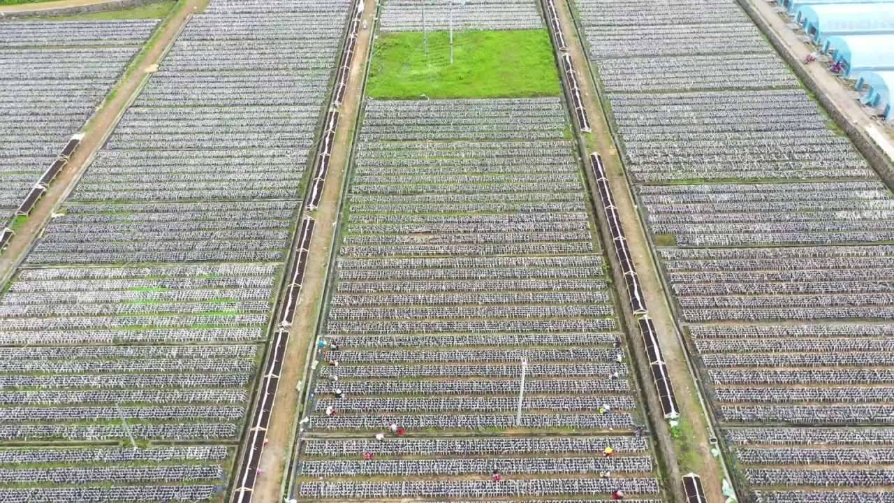 地栽木耳采收丰收航拍
