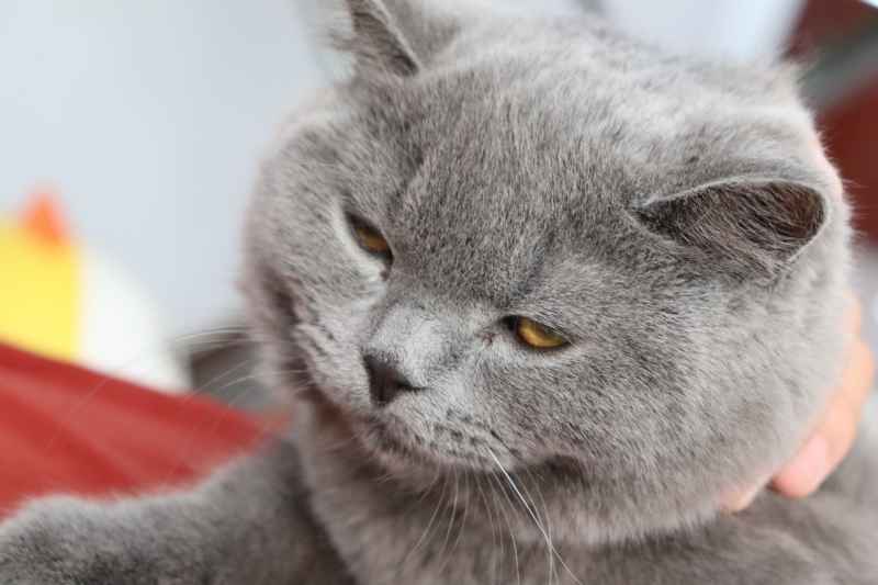 蓝猫自拍 1