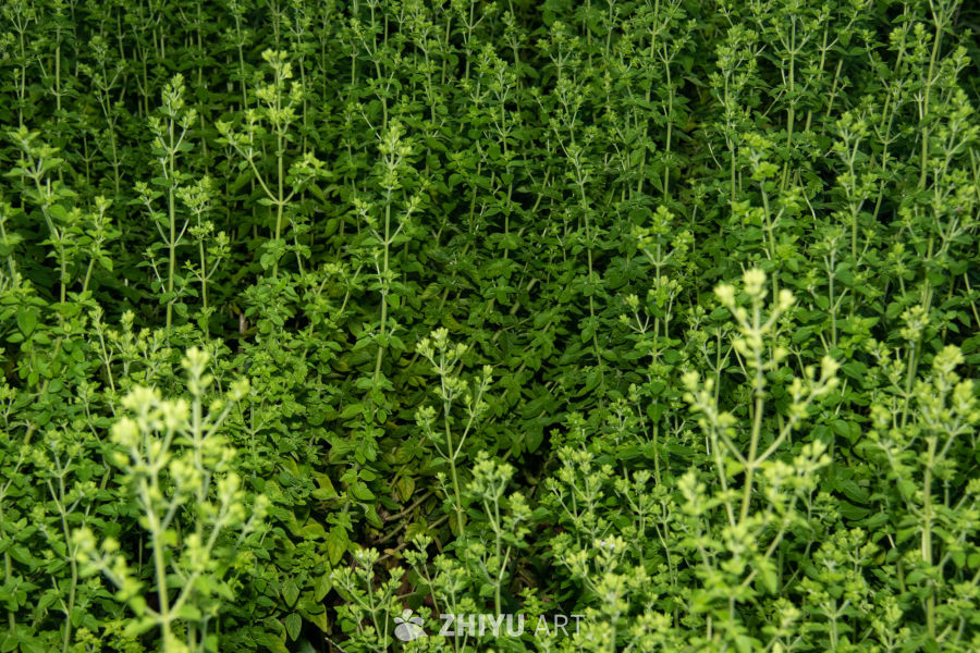 中药材与药材花 46