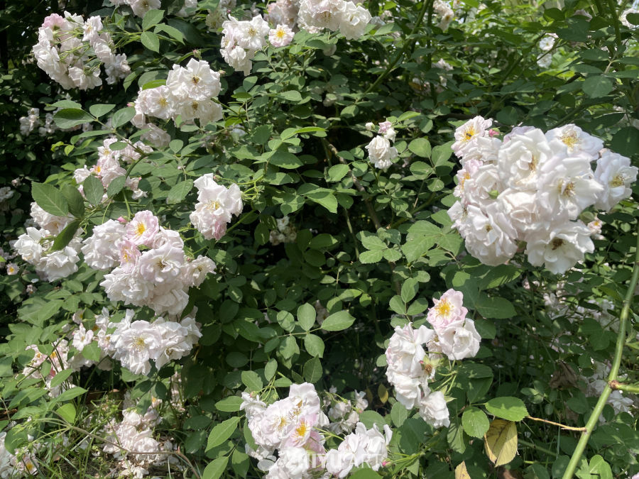 春季花卉 14