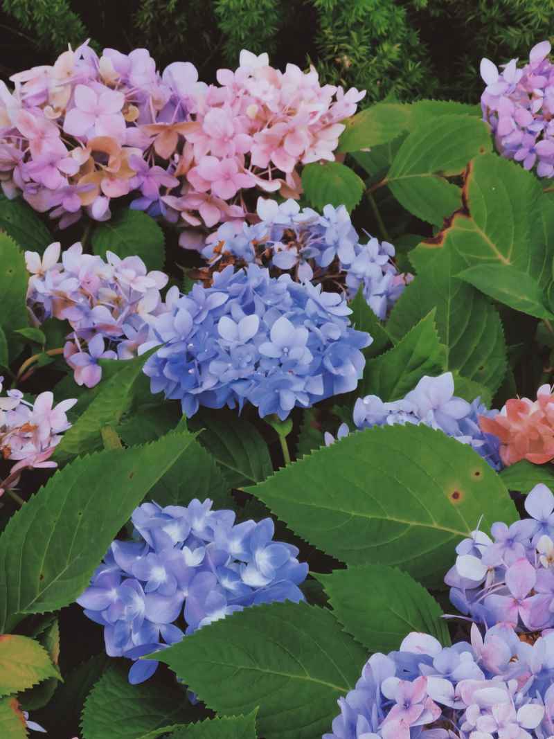 绣球花