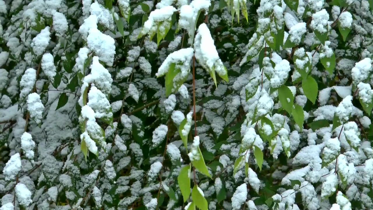 西伯利亚秋季雪叶子