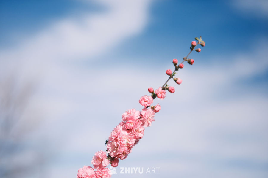 一支独秀 1