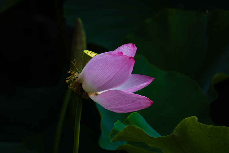 荷花