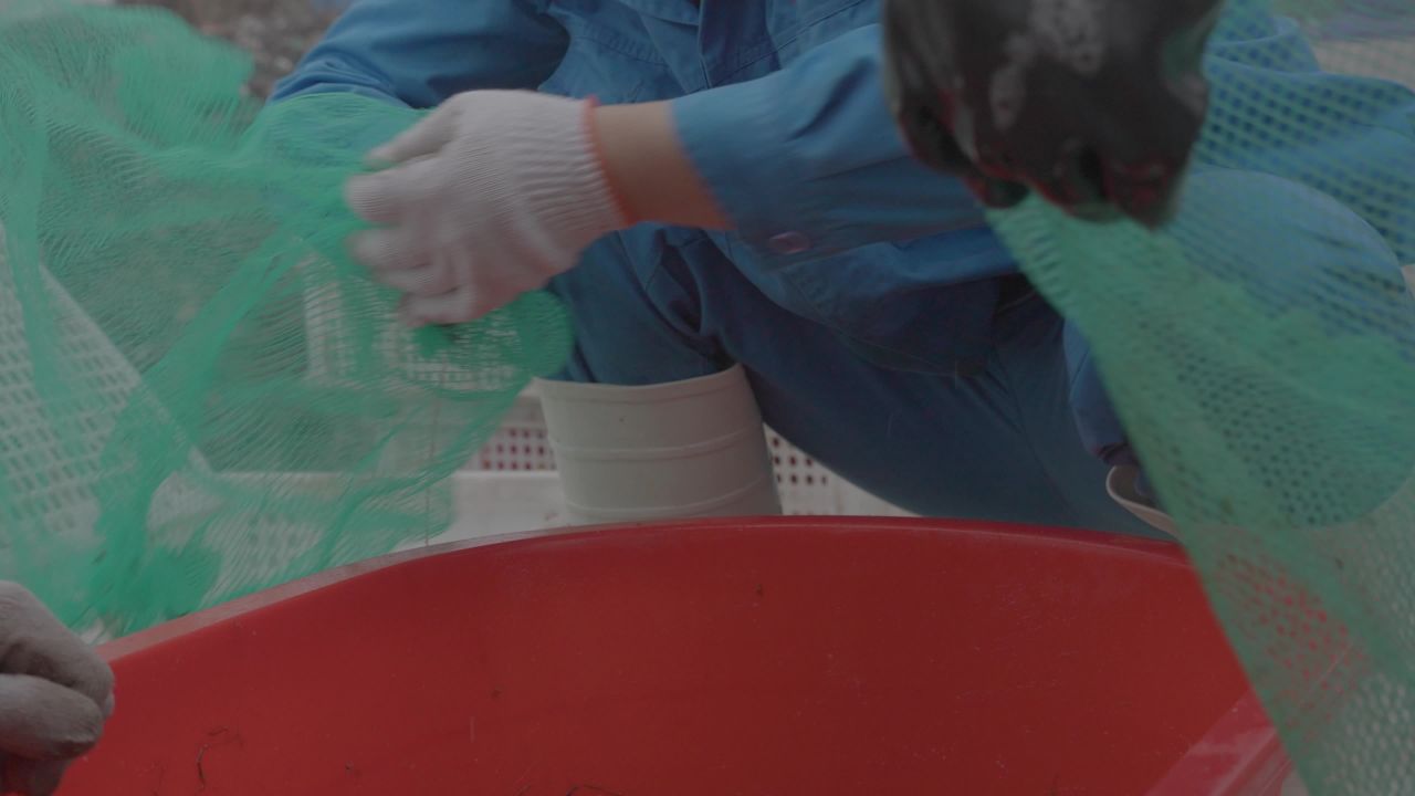 渔民海上捡拣鱼类工作场景