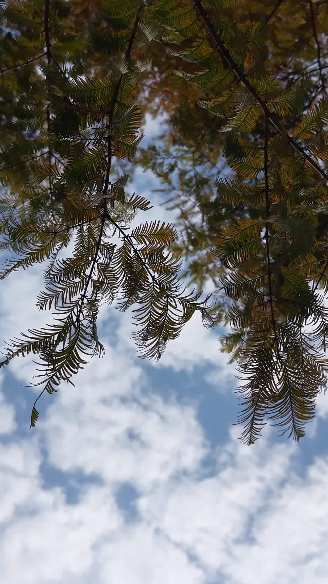 树梢下的蓝天