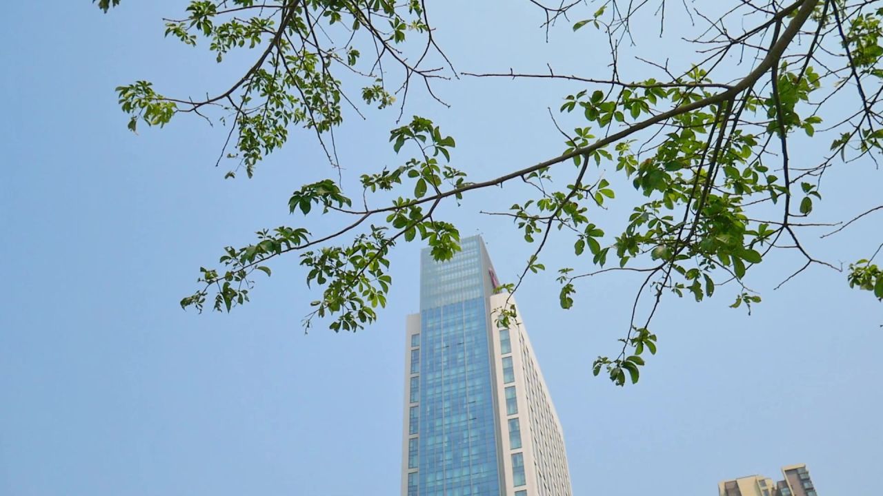 蓝天树枝和高楼