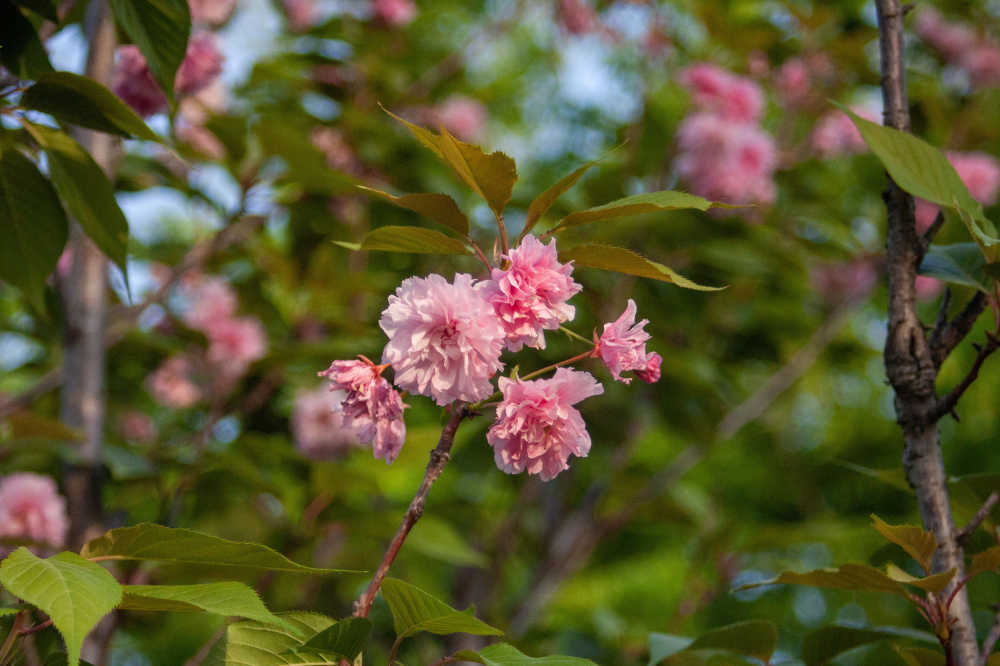 樱花