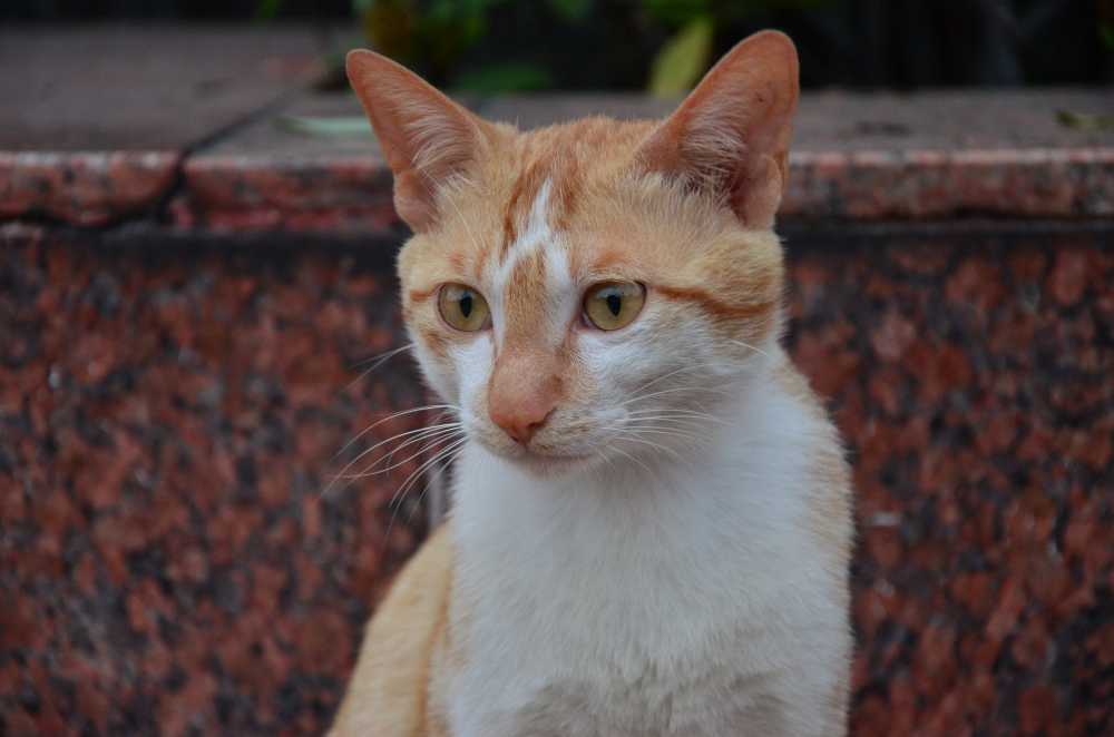 路边猫