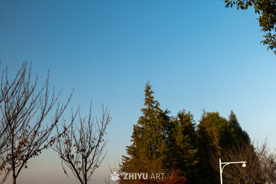 秋日晴空下的静谧树影