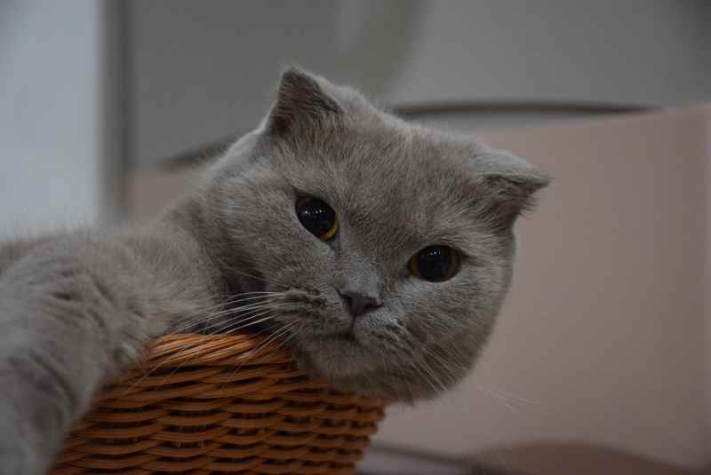 萌猫奇遇：自拍之梦